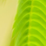 Profile photo of Nedjie